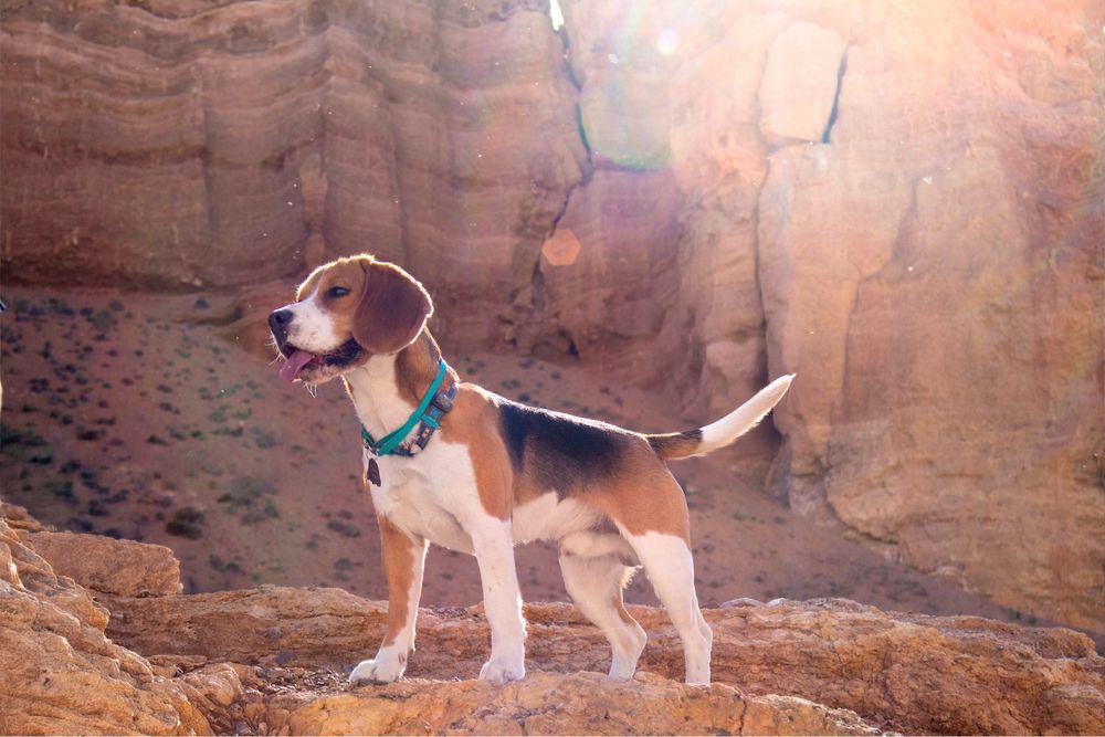 Предлагается кобель для вязки