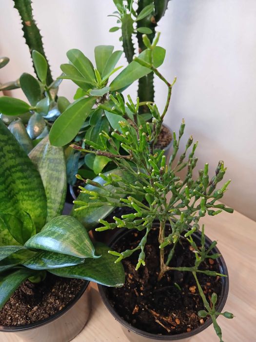 Продам цветы комнаные