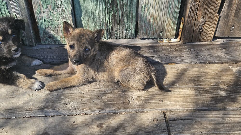 Отдам щенков 2,5  месяца