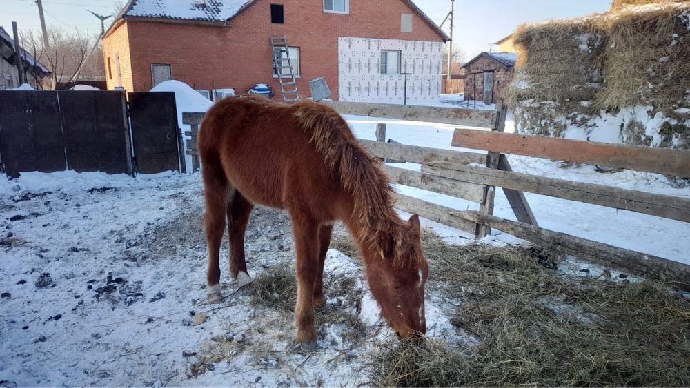 Продам жабагылар