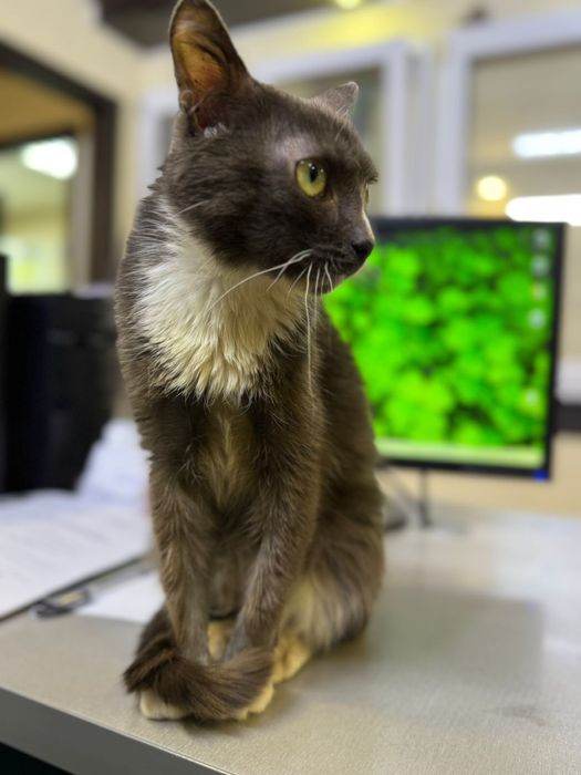 Милая кошечка ищет дом!!!