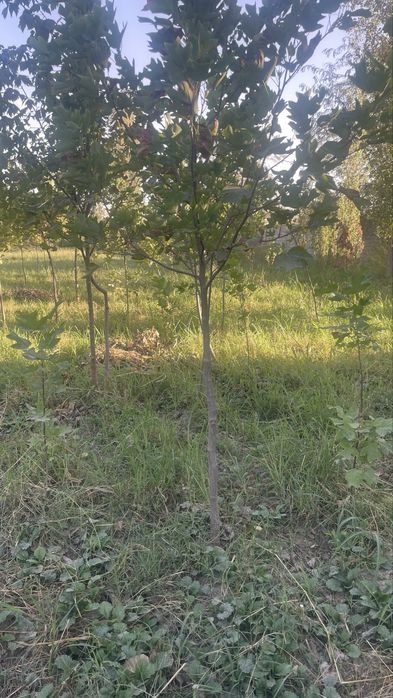 Lola kAshtan pavloniya qayragoch klyon yasen