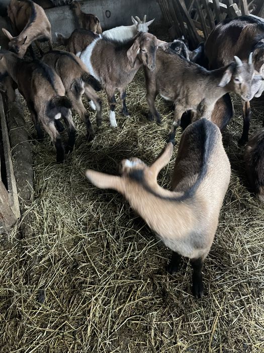 Iezi de vanzare foarte frumosi si grasi