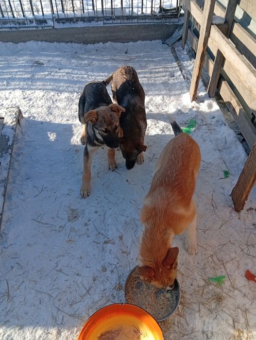 Отдам даром щенков