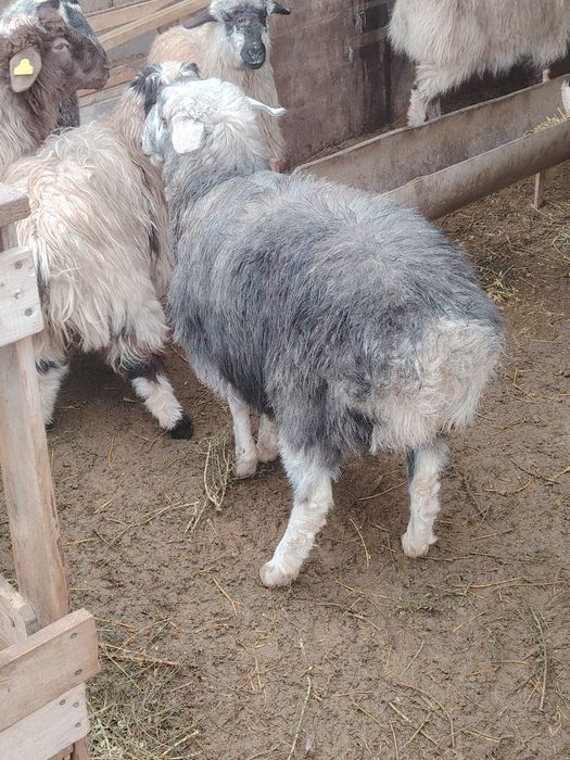 Токтылар бар семиз