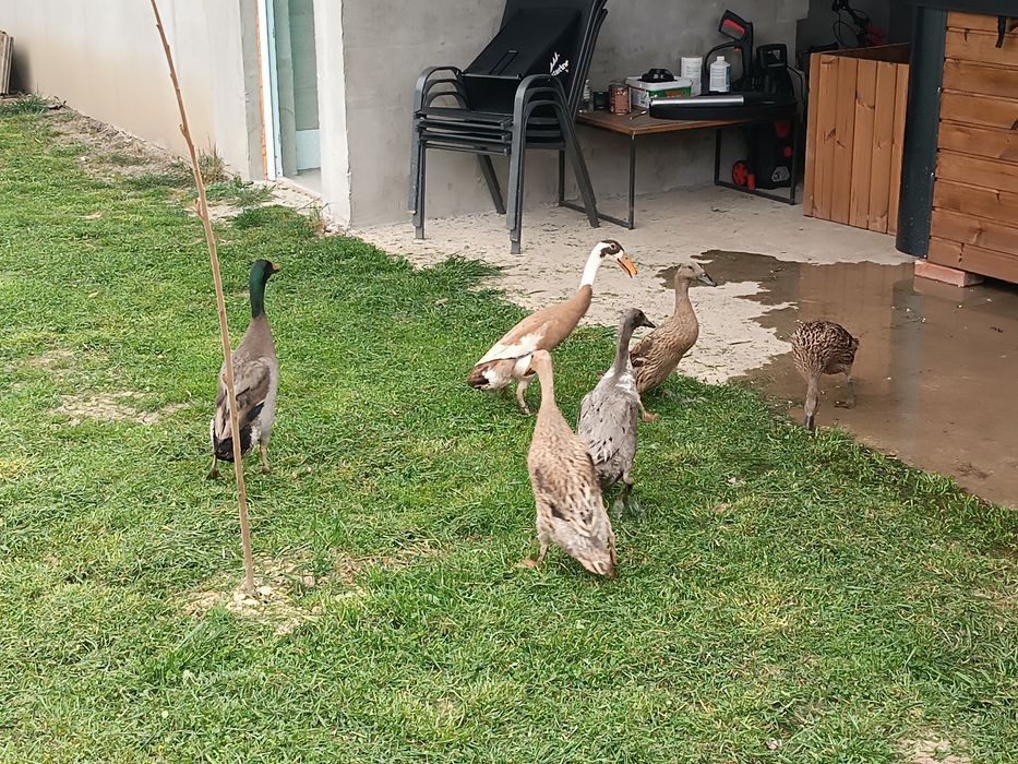 Ouă rațe alergătoare