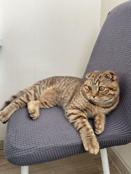 Отдам кота в добрые руки