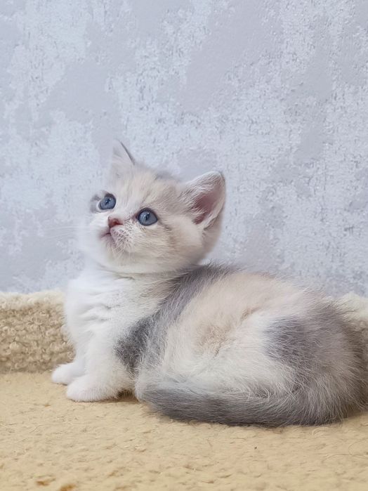 Манчкин девочка красотка