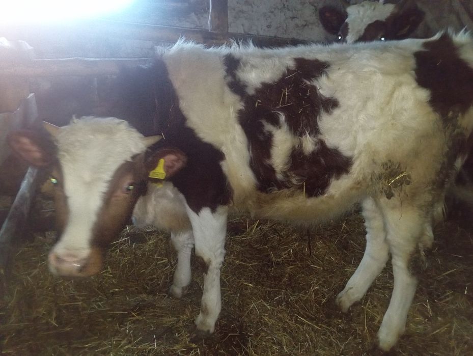 Продам 7 месячного бычка