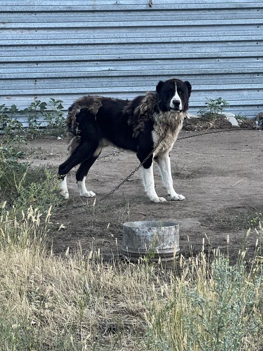 Алабай 3 года кобель