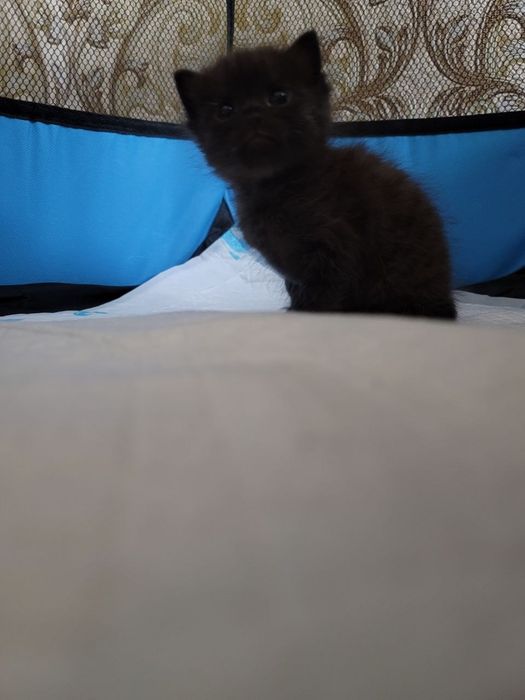 Котенок бесплатно