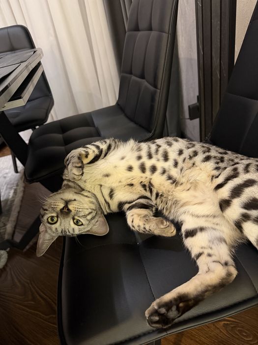 Породистый Бенгальский кот
