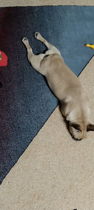 Французский бульдог, девочка, 8 месяцев