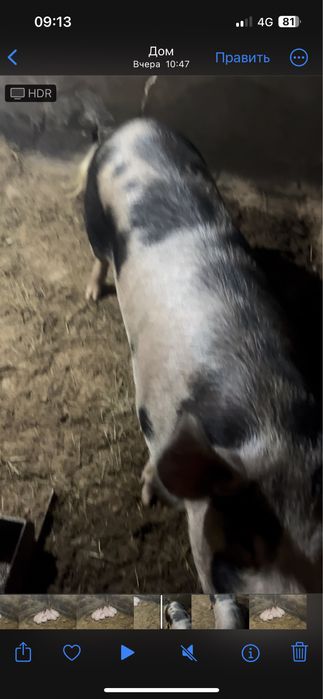 Продам поросят 4шт