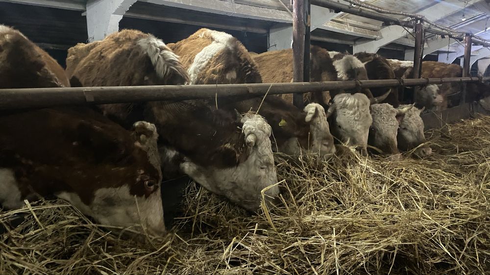 Сементал сиырлар