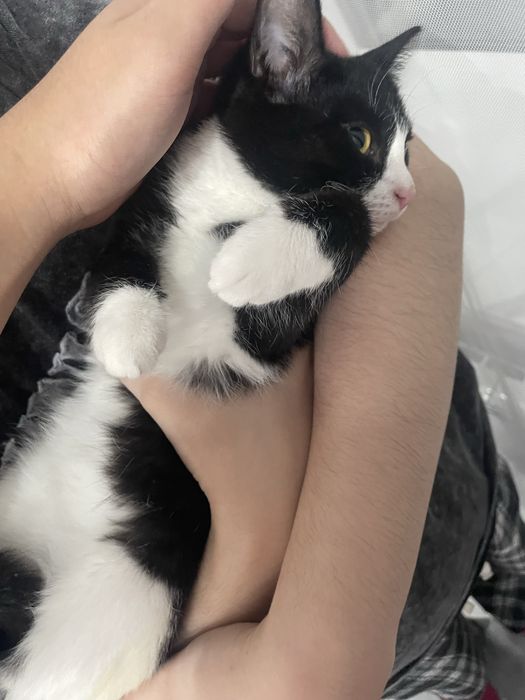 СРОЧНО отдаем кошку