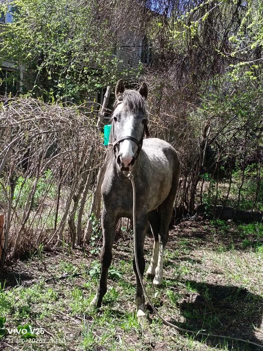 Продам лошадь Кунан