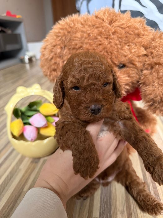 Toy poodle Той пудел
