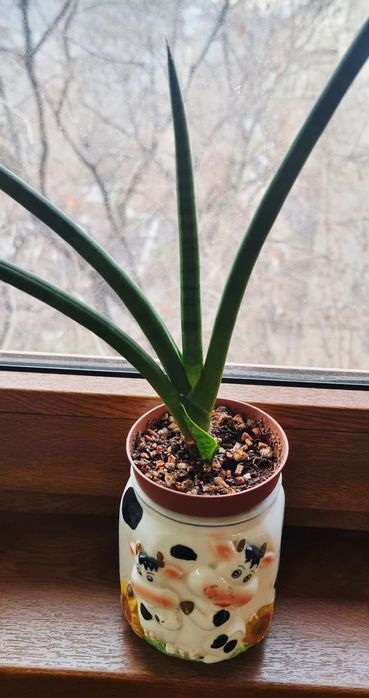 Комнатные растения от 1000