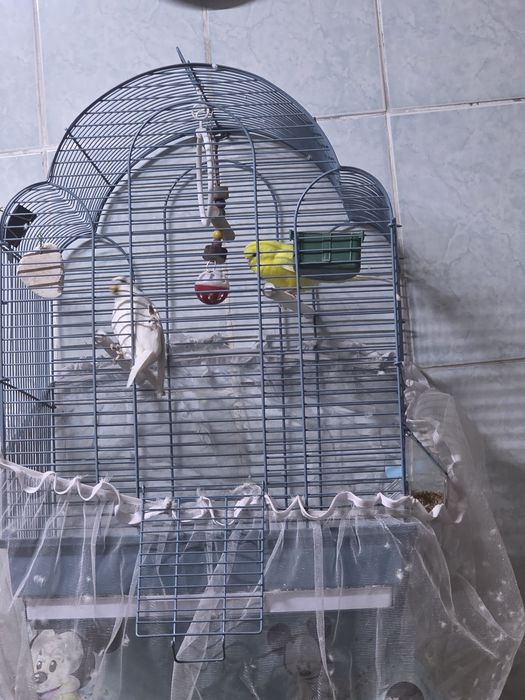 Попугай  парочка