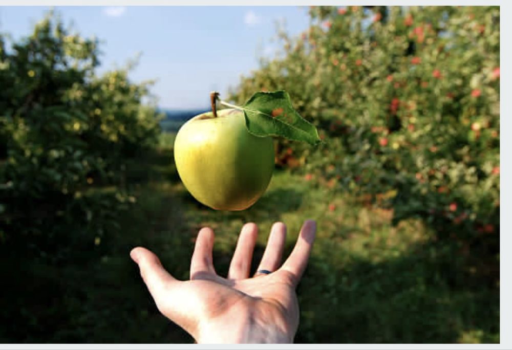Голубика сорта тристо тысяч сумм , также плодовые деревья !