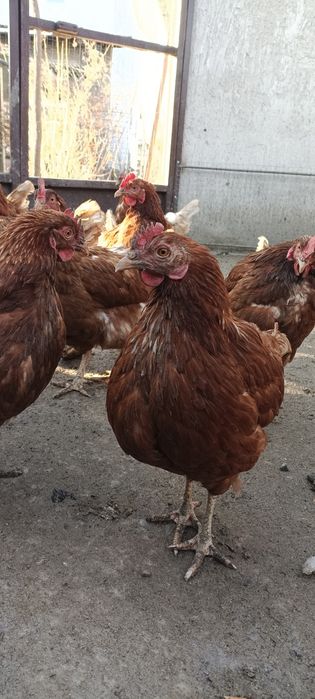 Куры Ломан Браун курица