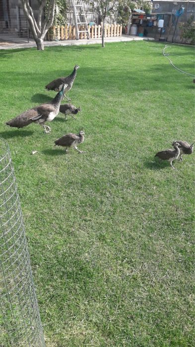 Павлинята молодняк месяца 3-4