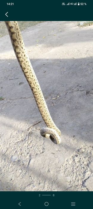 Колбар Жылан сатылады