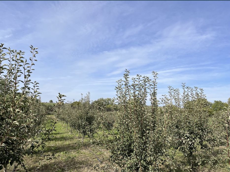 Dau un arendă/vând livadă 1 hectar