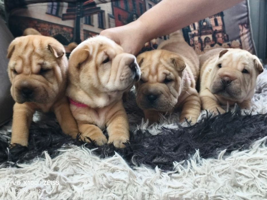 Очаровательные щенки шарпея.