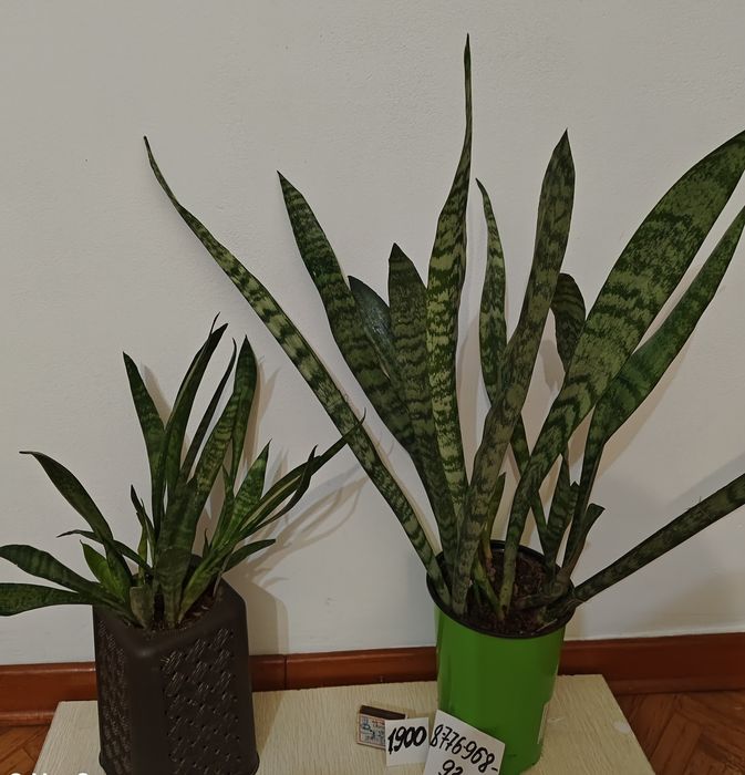 Цветы комнатные хлорофитумы Обмен