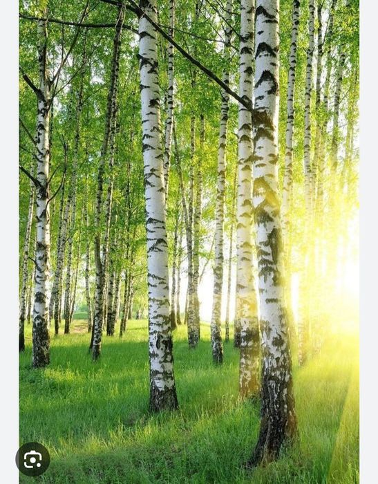 Продаётся российская берёза