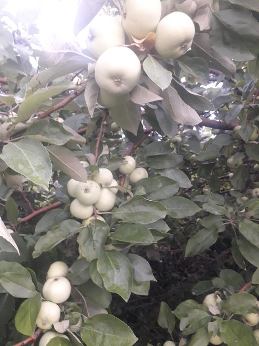 Продам(сдам) дачу сад Южный.