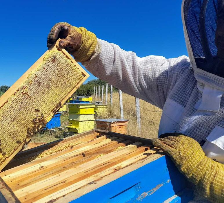 Натурален пчелен мед букет реколта 2025г.