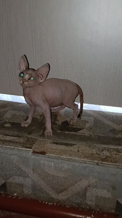 Канадский сфинкс