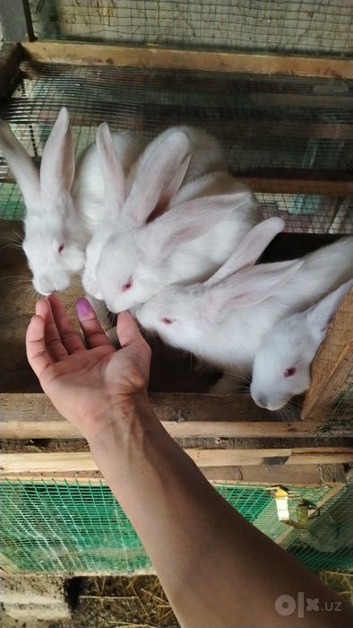 5 ta Quyon bolalari va 1 ta kotta quyon
