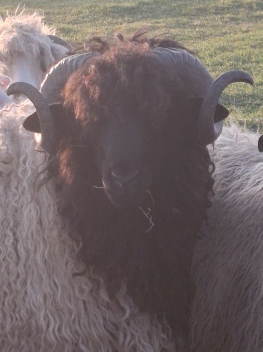 BERBEC ȚURCAN CARABAȘ DE VANZARE  !FOARTE BUN DE PRĂSILĂ !Ieste un exemplar foarte frumos !