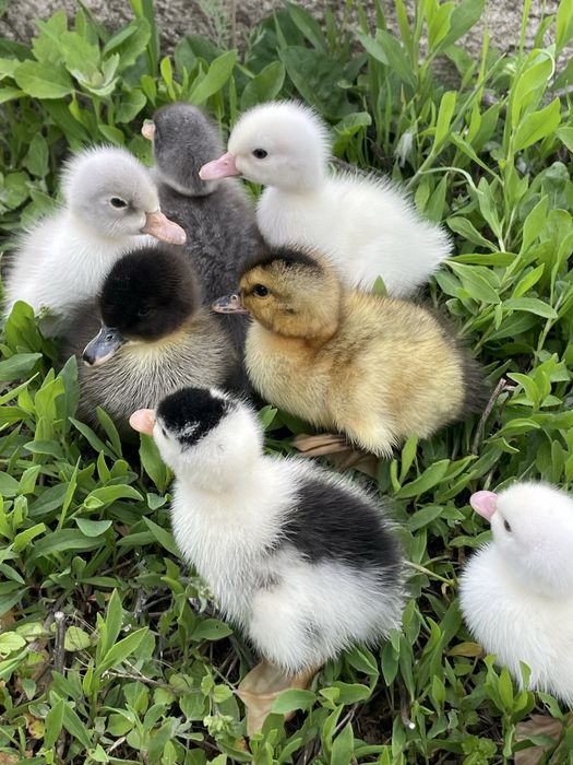 Boboci de rata polare romanesti pekin macaitoare