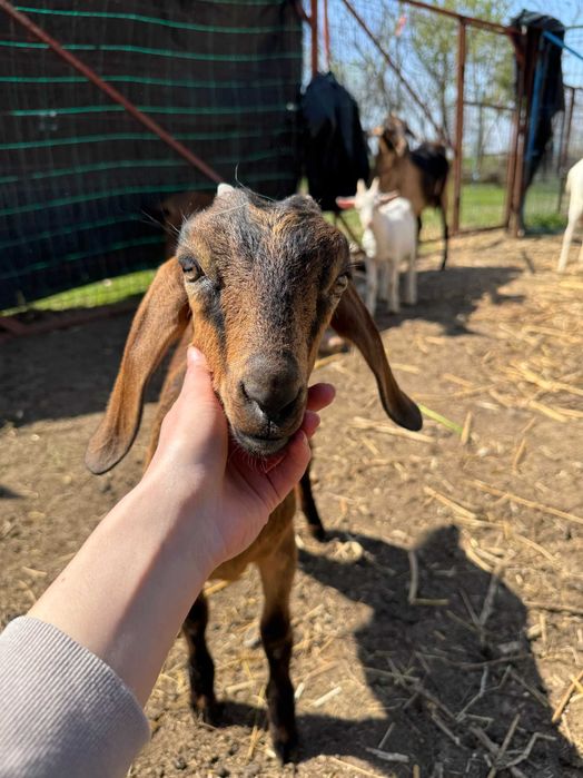 Vand  6 capre rasa Zane si un tap rasa Zane