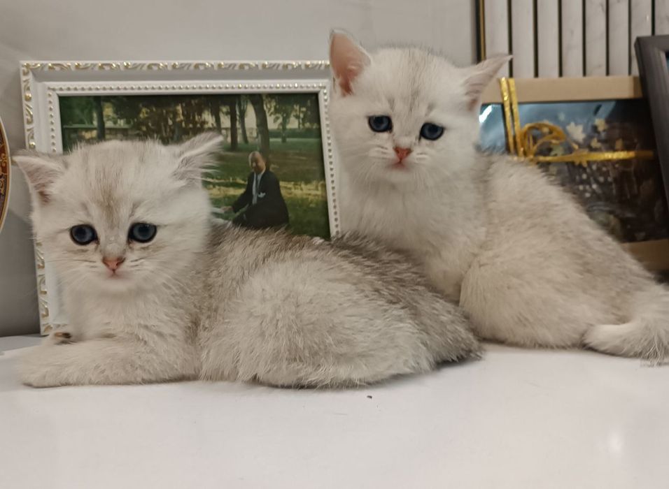 Продаётся серебристая шиншилла Скотиш страйт.