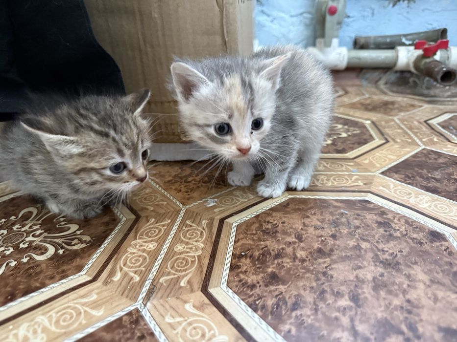 Отдам котиков в добрые руки