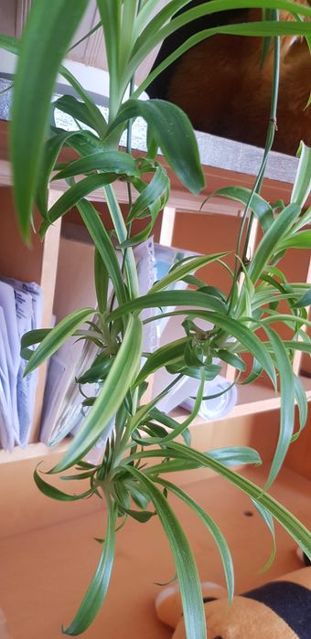 Комнатные растения (цветы)