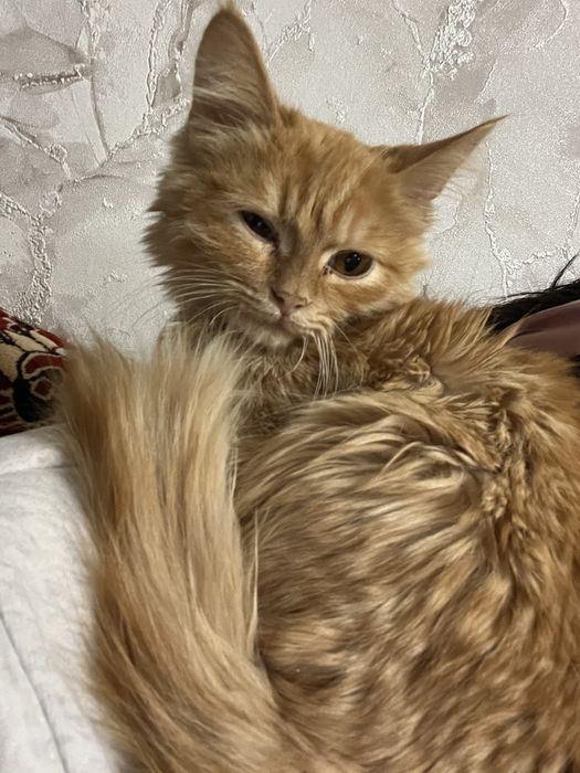 отдам кошечку в добрые руки