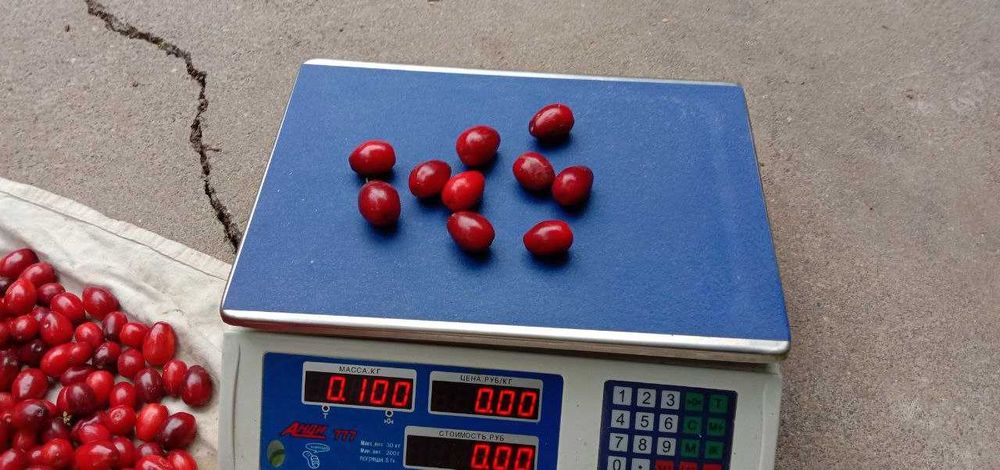 Саженцы Кизила столовый