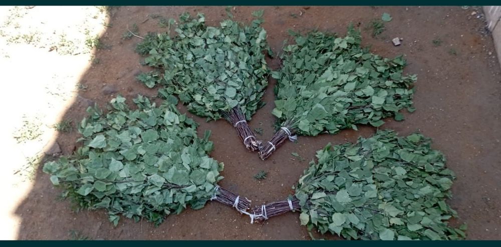 Веники берёзовые для бани