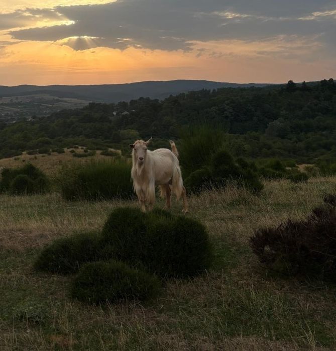 Vând un țap de doi ani.