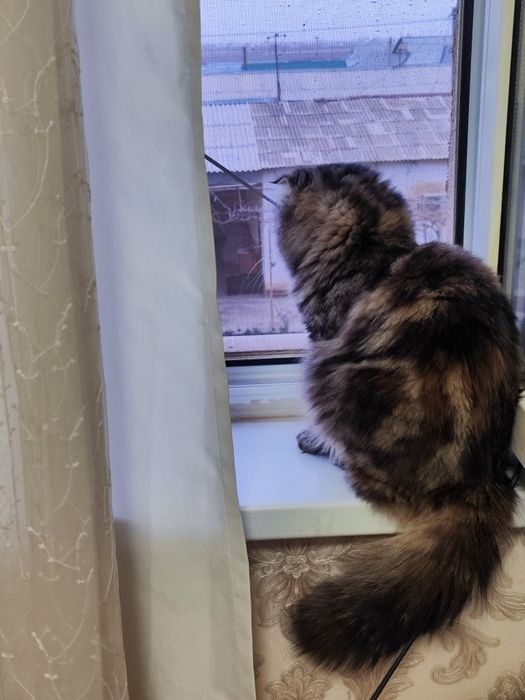 Scottish Fold zotli mushuk