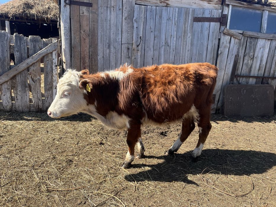 Продам бычков и тёлок