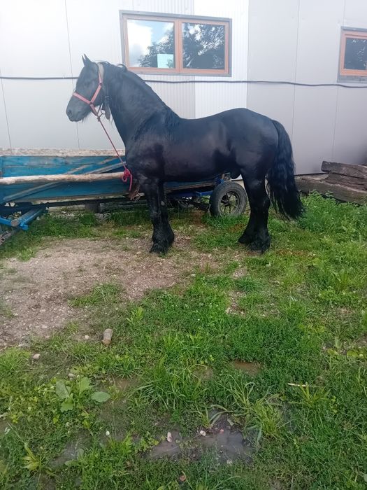 Armasar frizian de vânzare sau schimb