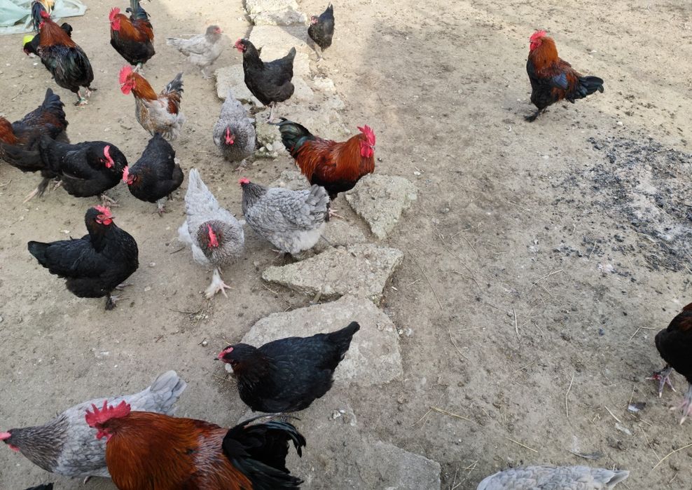 Ouă Marans negru/albastru arămiu